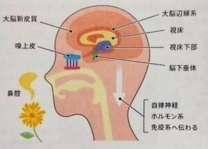 精油とは？アロマと違う？覚えておきたい基礎知識